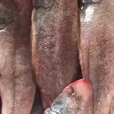 龙利鱼