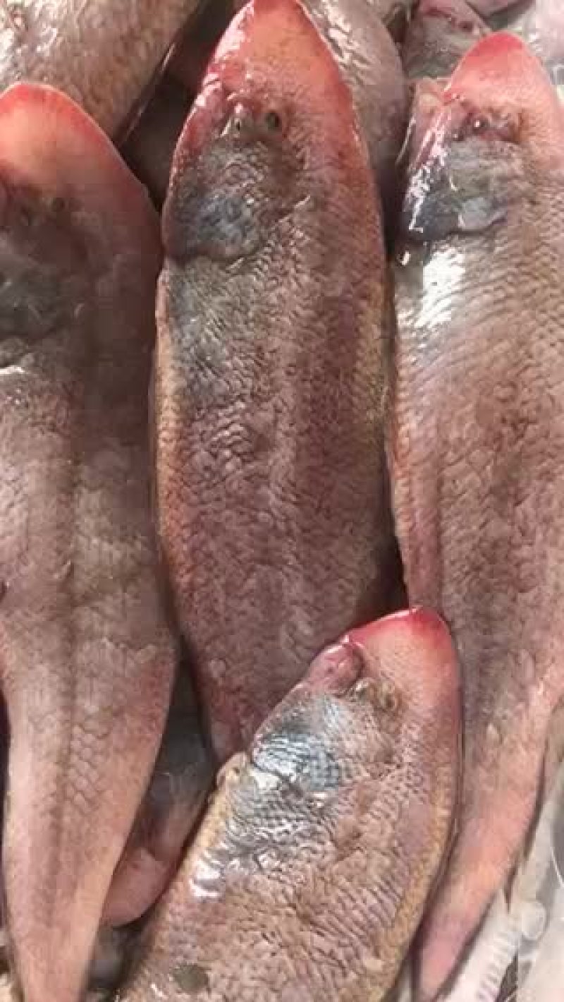 龙利鱼