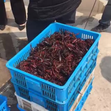 酒店大排档龙虾中介