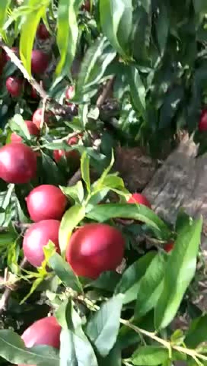 看看油桃这质量