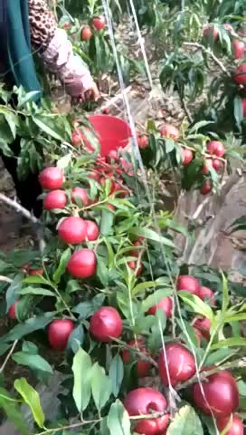 看看油桃这质量
