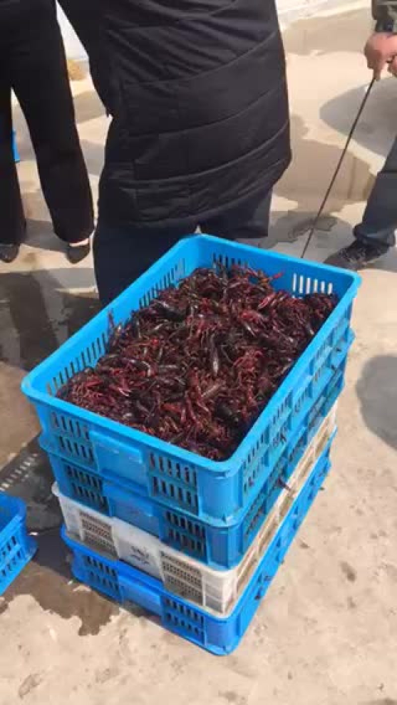 龙虾加微信qqqyyy8818