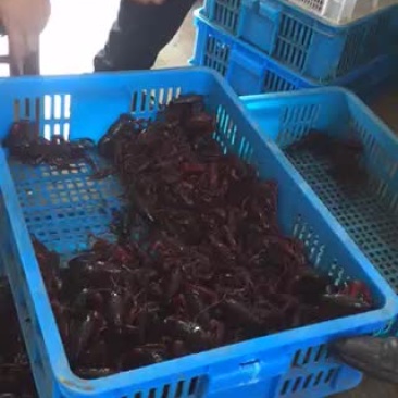 大龙虾大量上货