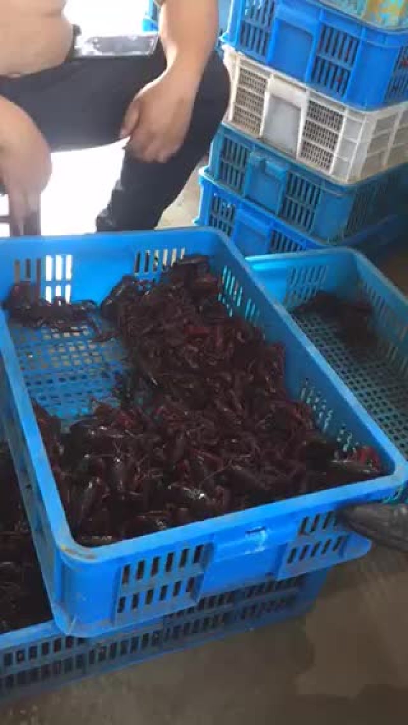 大龙虾大量上货
