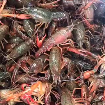 龙虾大量上市