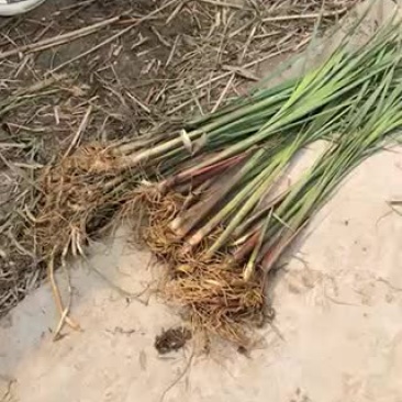 香蒲