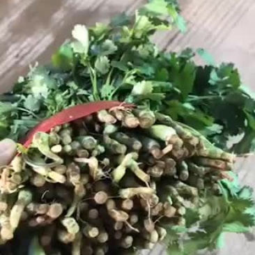 香菜