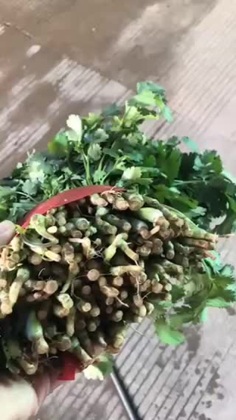 香菜
