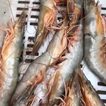 对虾