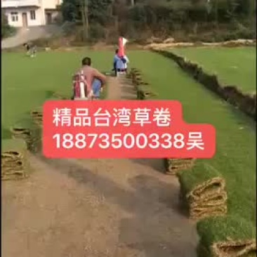 马尼拉草，质量好，成活率高