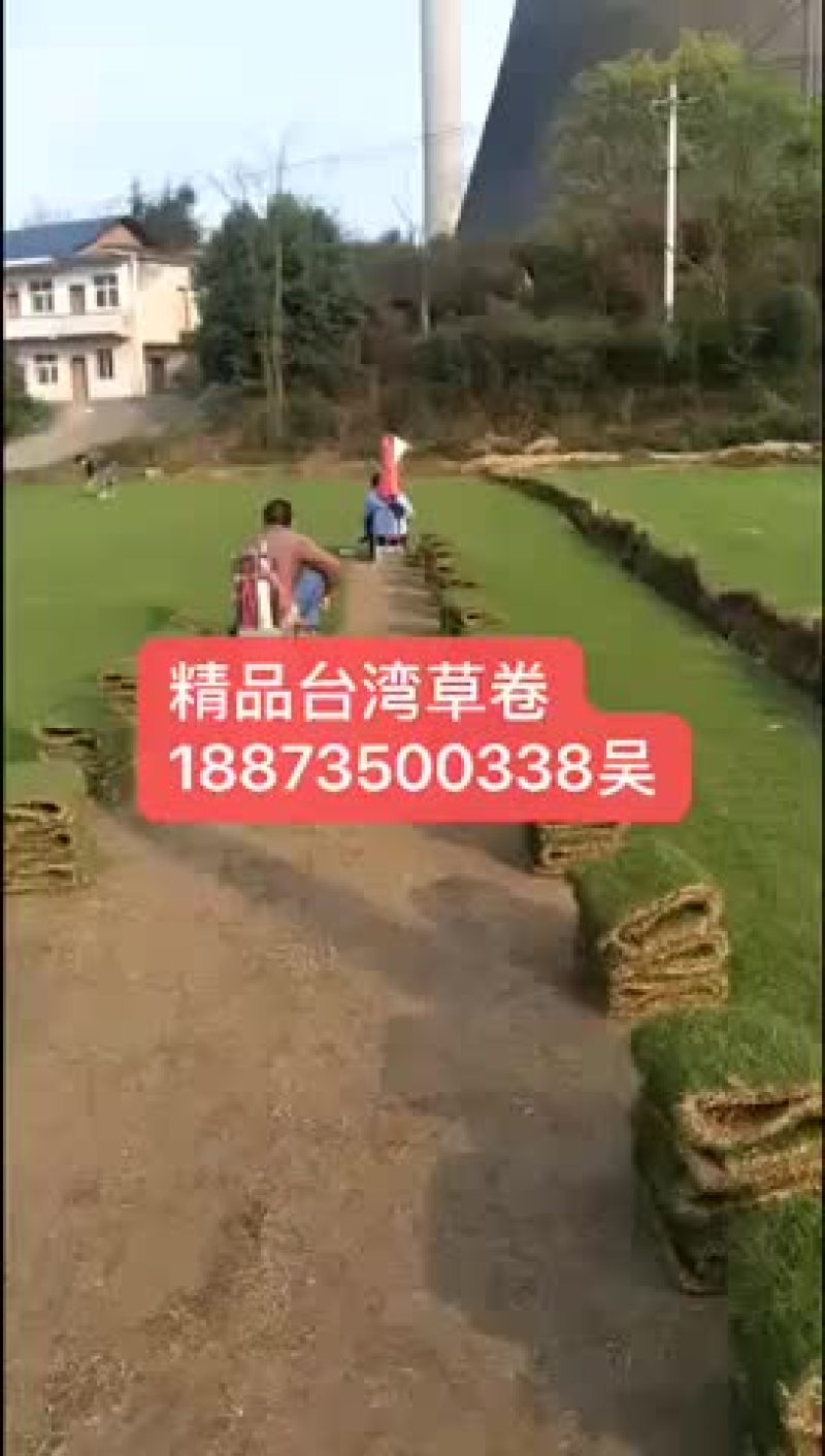 马尼拉草，质量好，成活率高