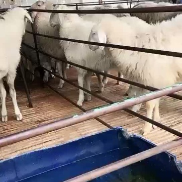 小尾寒羊，高腿大耳，免费送货，可以货到付款