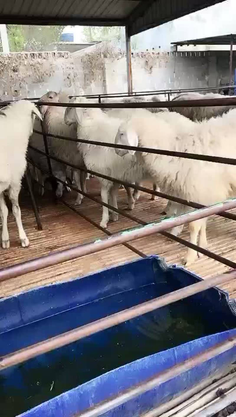 小尾寒羊，高腿大耳，免费送货，可以货到付款