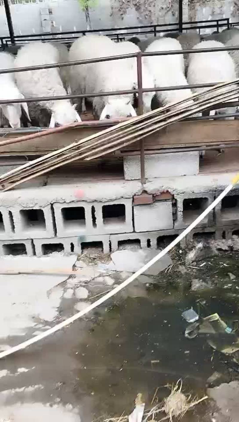 小尾寒羊，高腿大耳，免费送货，可以货到付款