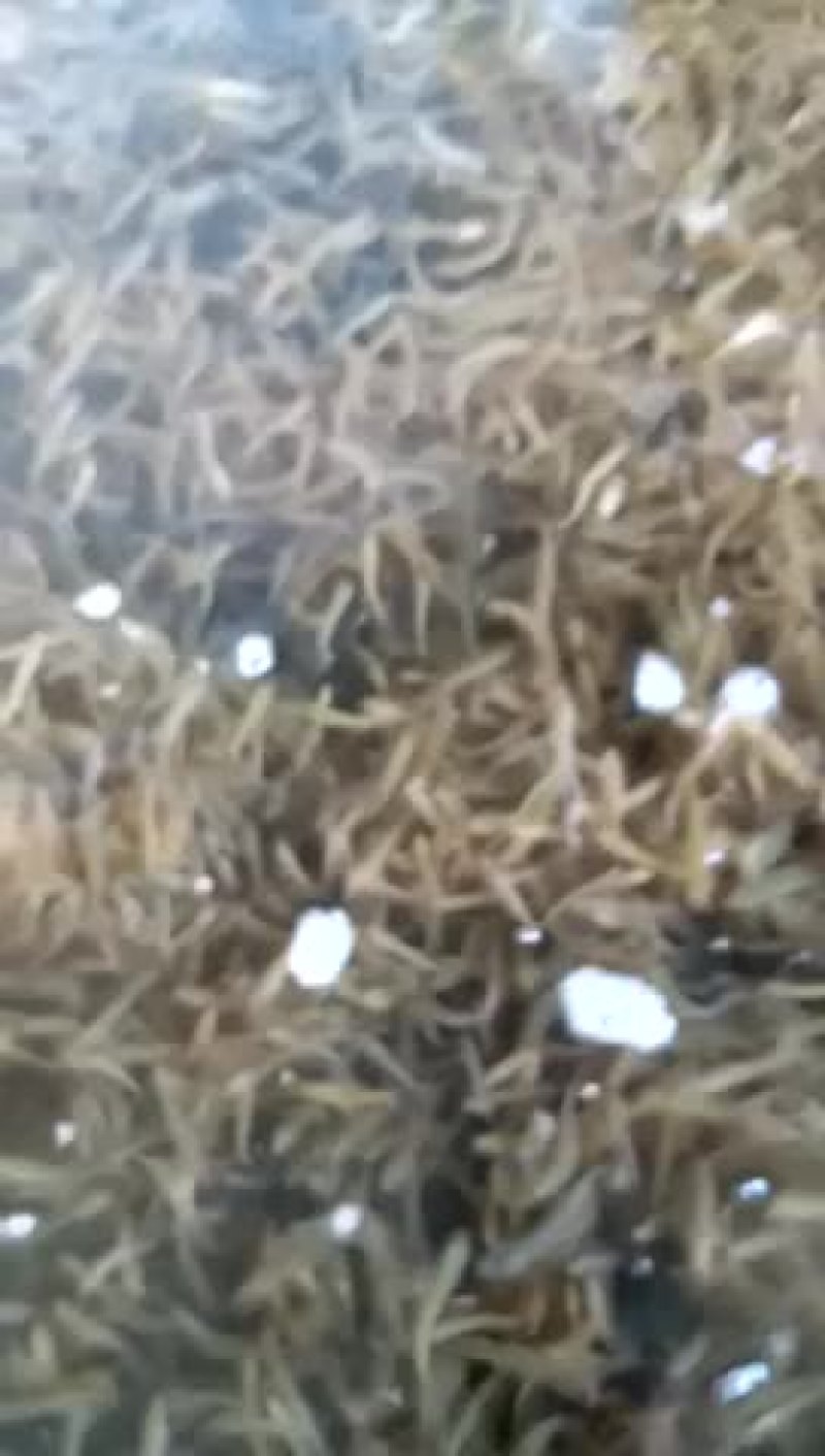 精品泥鳅苗0.035/尾面议