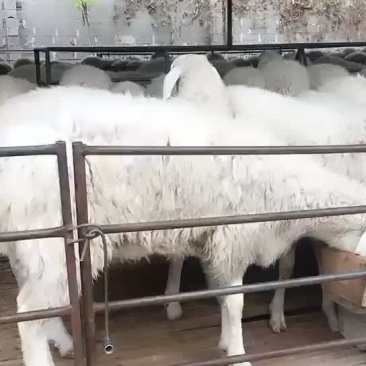 小尾寒羊，高腿大耳纯种，种羊，头胎怀孕，二胎怀孕，免费送