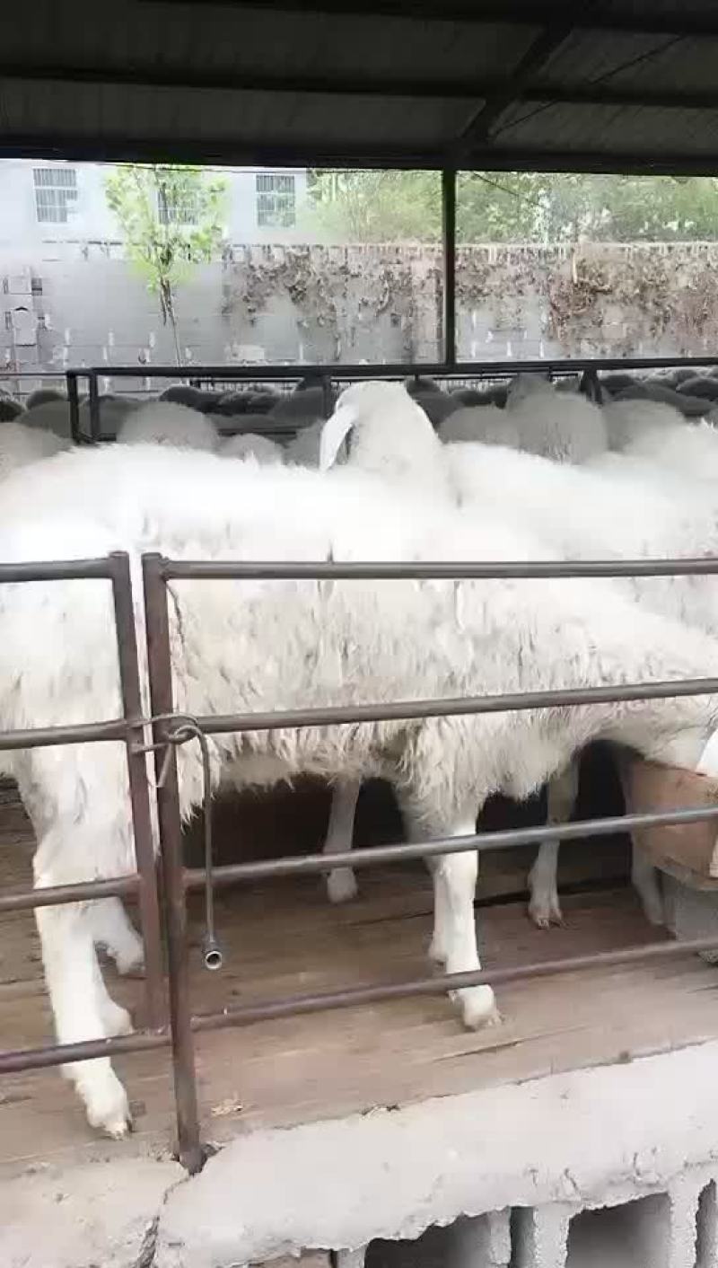 小尾寒羊，高腿大耳纯种，种羊，头胎怀孕，二胎怀孕，免费送