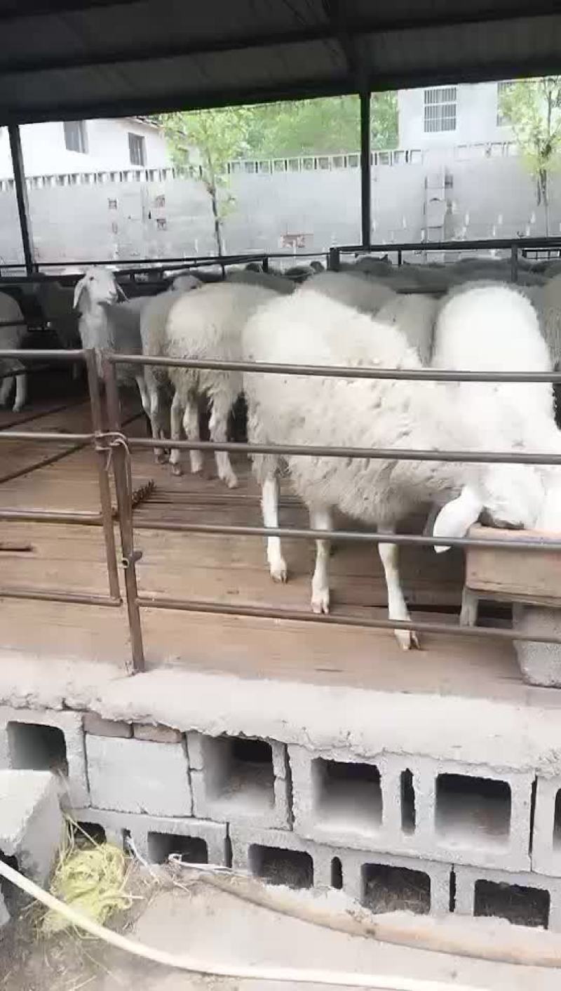 小尾寒羊，高腿大耳纯种，种羊，头胎怀孕，二胎怀孕，免费送
