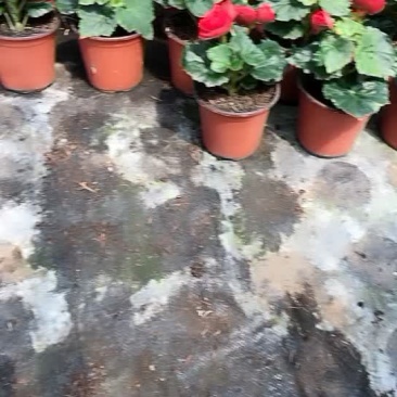 丽格海棠