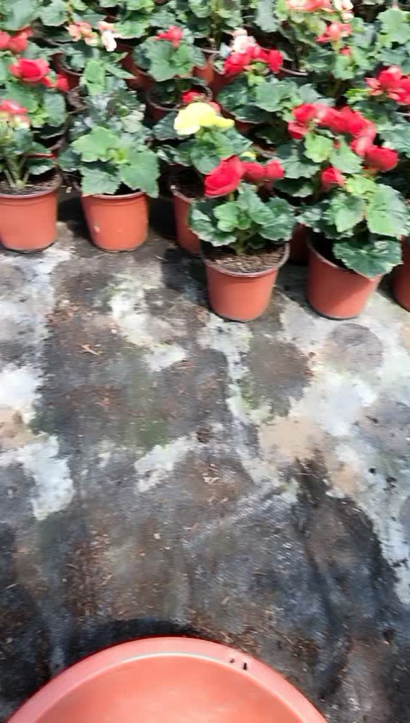 丽格海棠