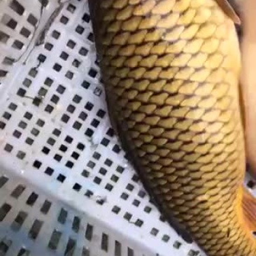 河鲤鱼大小都有，欢迎选购。