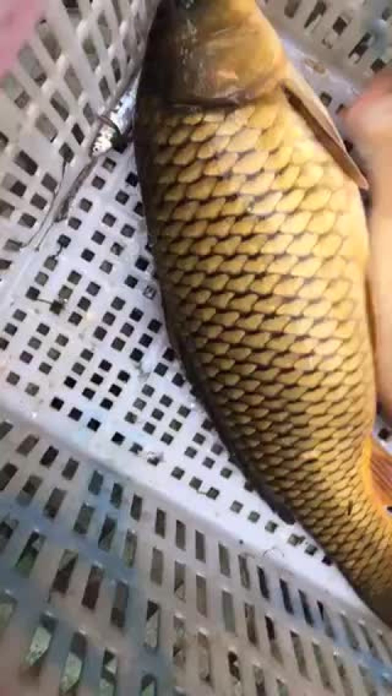 河鲤鱼大小都有，欢迎选购。