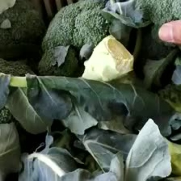 大量现货