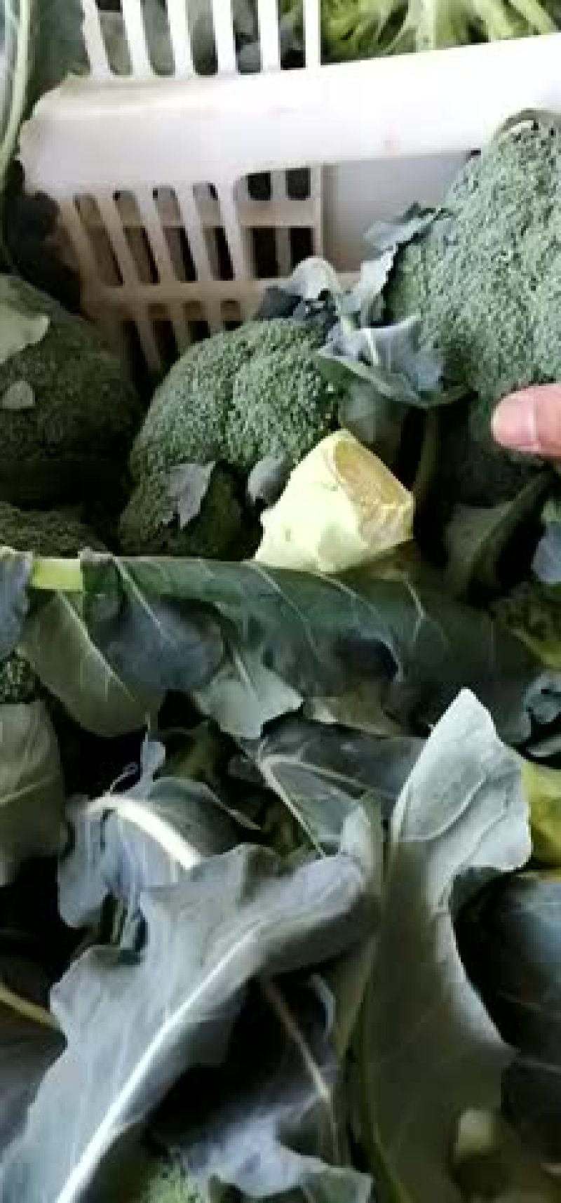 大量现货