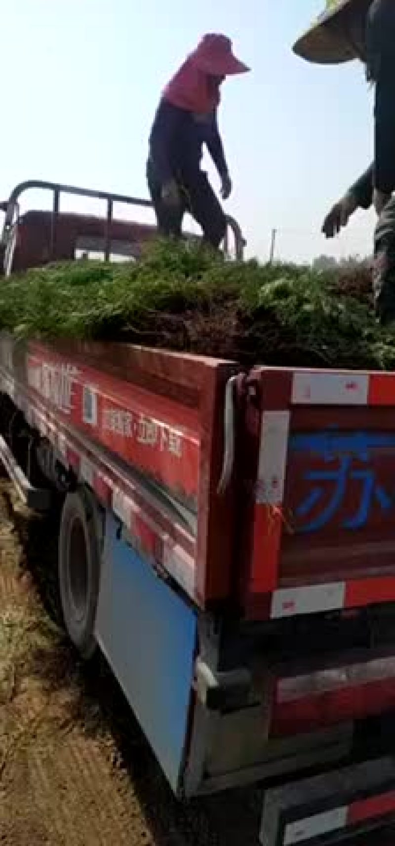 50高侧柏苗，50高度侧柏苗。