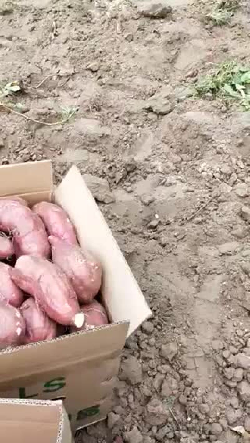 地瓜