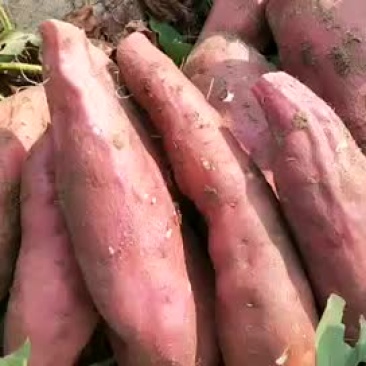 地瓜