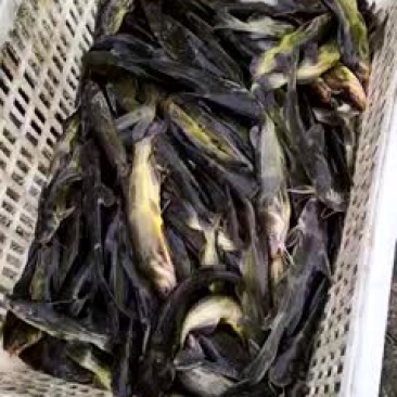 水产，黄颡鱼.质量一流可以下池
