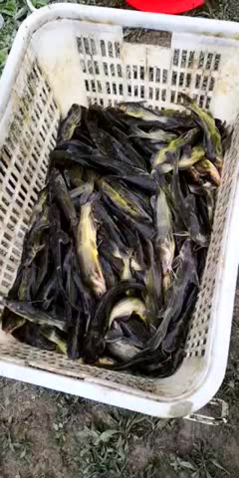 水产，黄颡鱼.质量一流可以下池