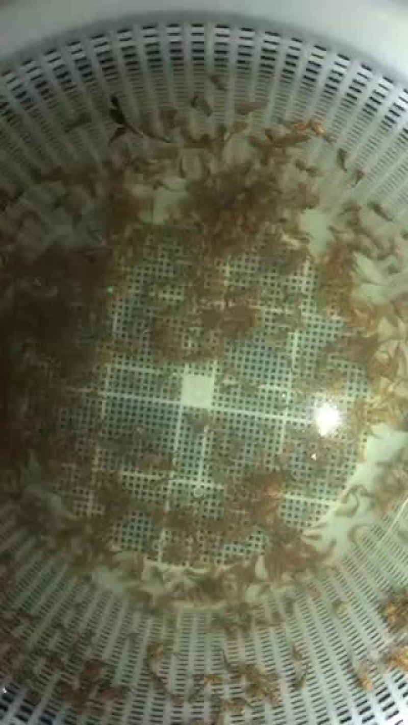 水产，黄颡鱼.质量一流可以下池