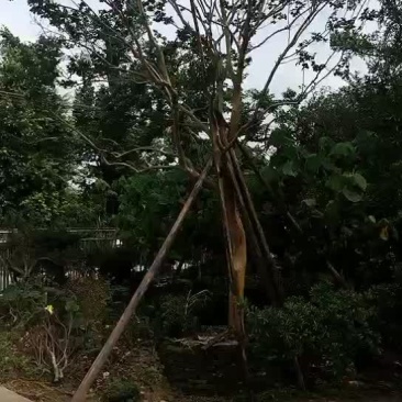小叶紫薇