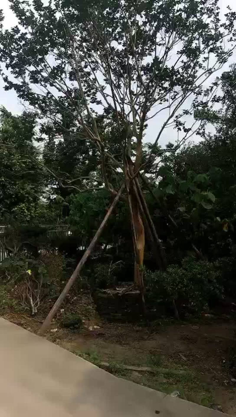 小叶紫薇