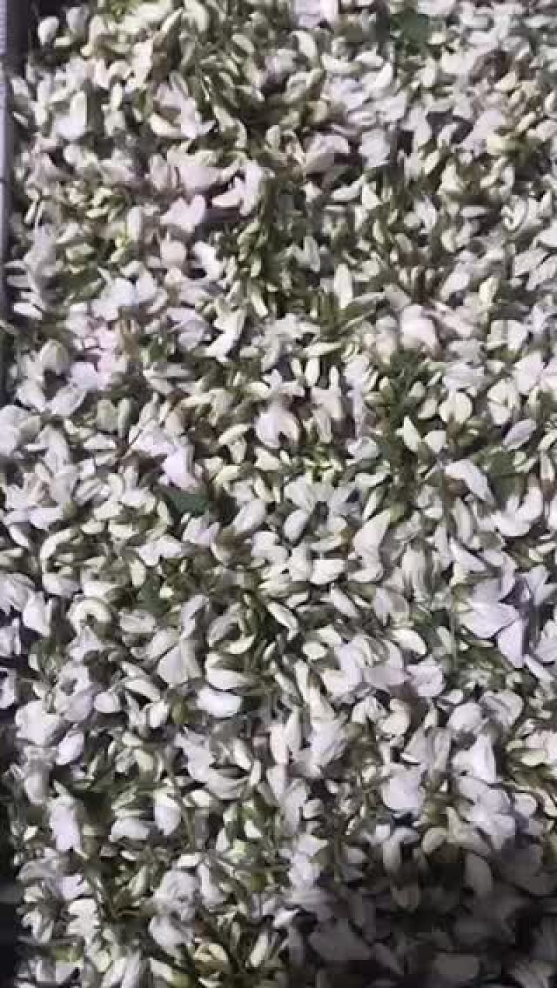 槐花