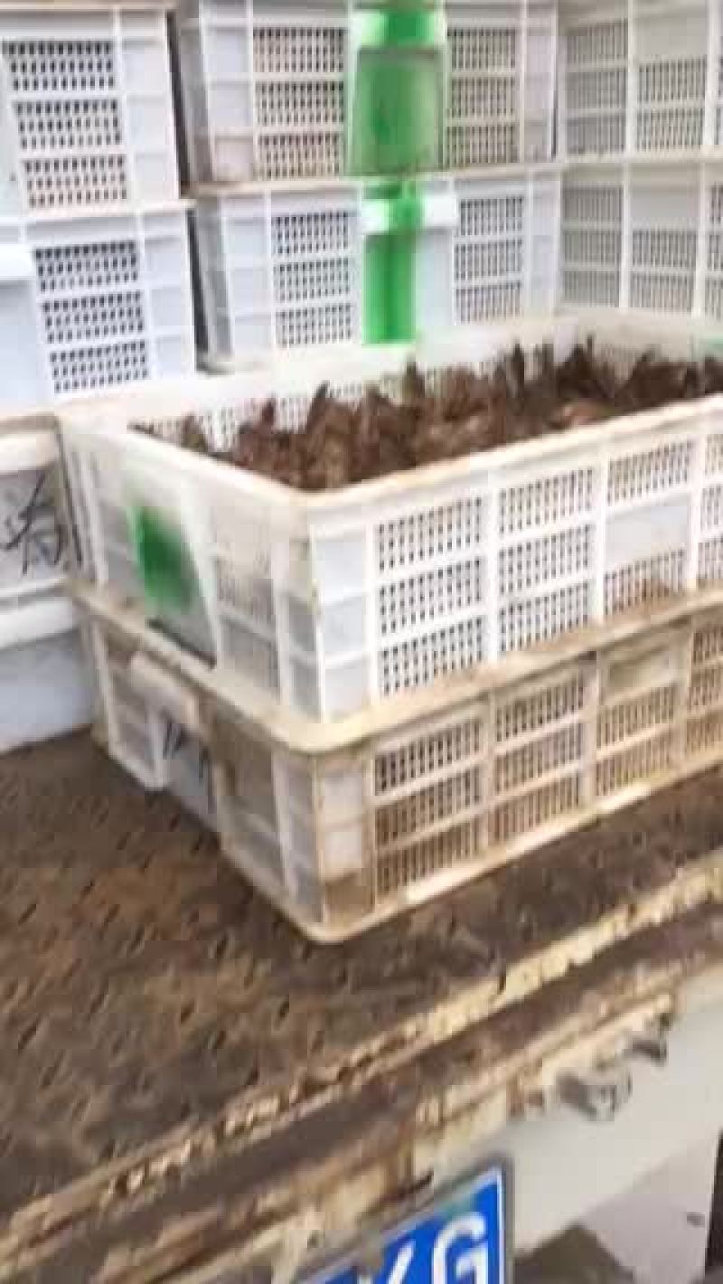 山东省小龙虾种苗出售，成活率高