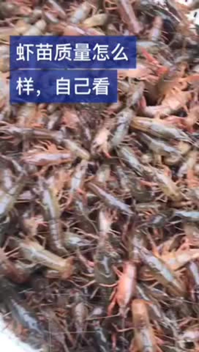 山东省小龙虾种苗出售，成活率高