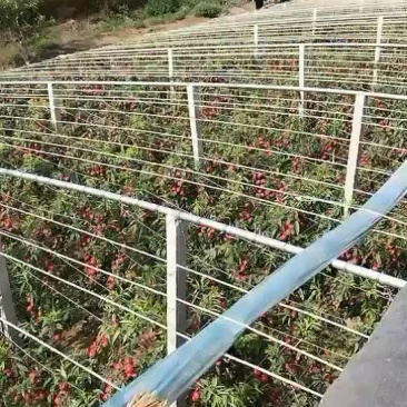 中油4号大量上市中