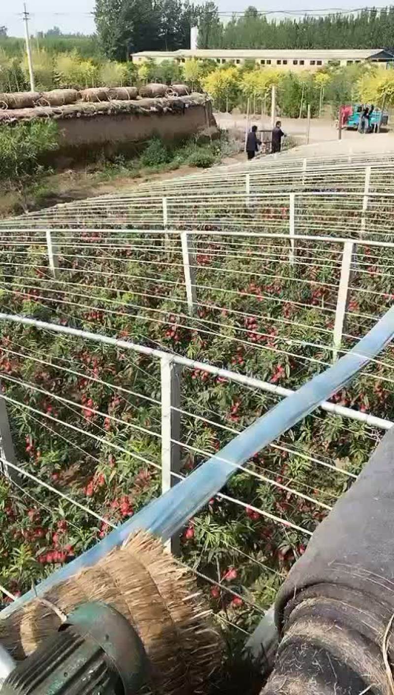 中油4号大量上市中