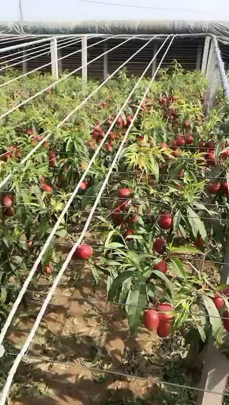 中油4号大量上市中