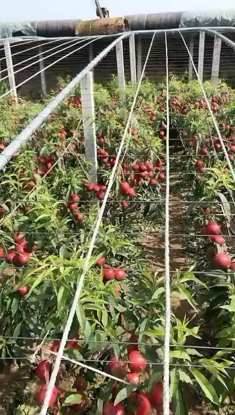 中油4号大量上市中