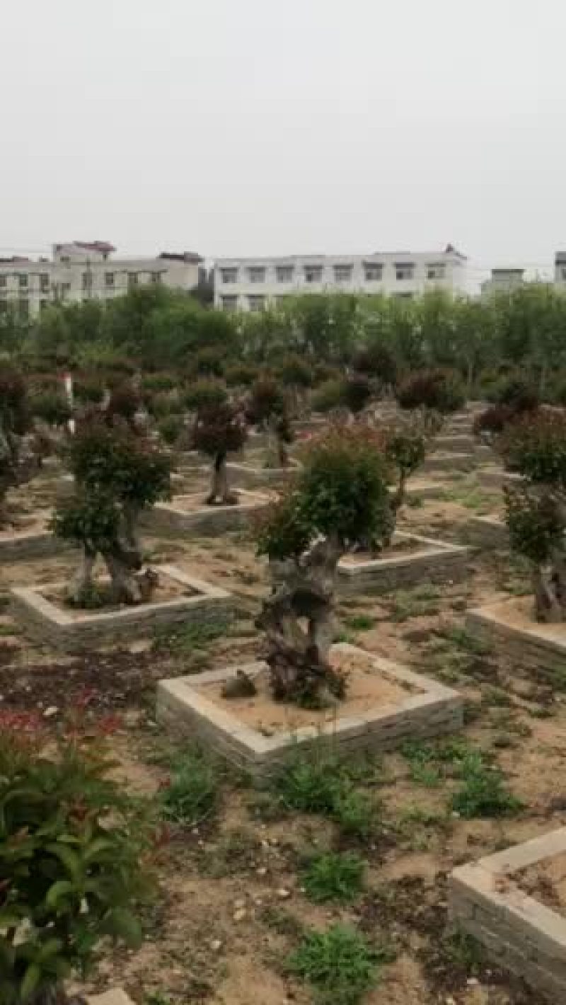 老桩大桩紫薇，