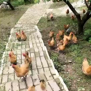 果园散养土鸡