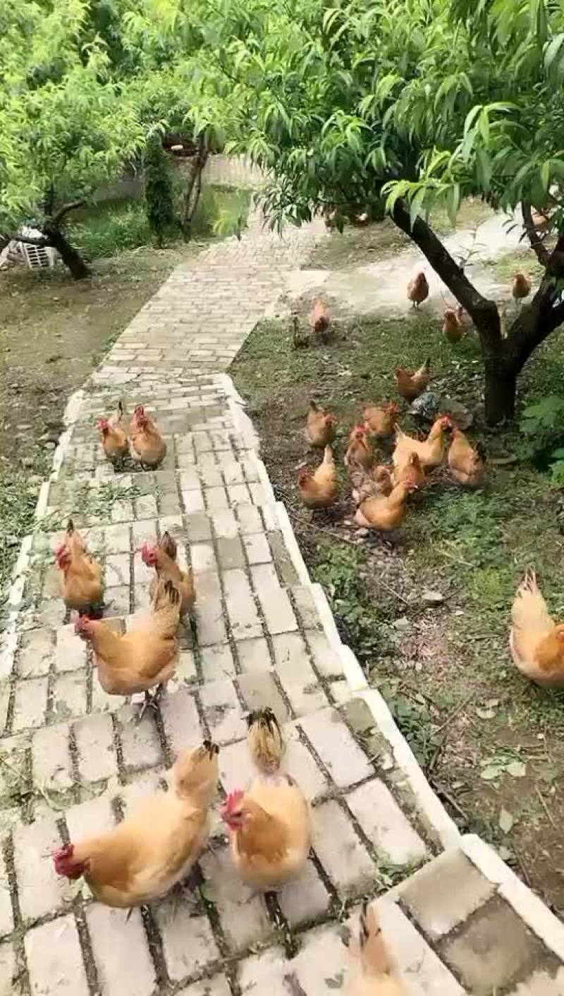 果园散养土鸡