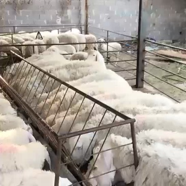 纯种小尾寒羊头胎怀孕母羊，免费送货，可以货到付款，送打草