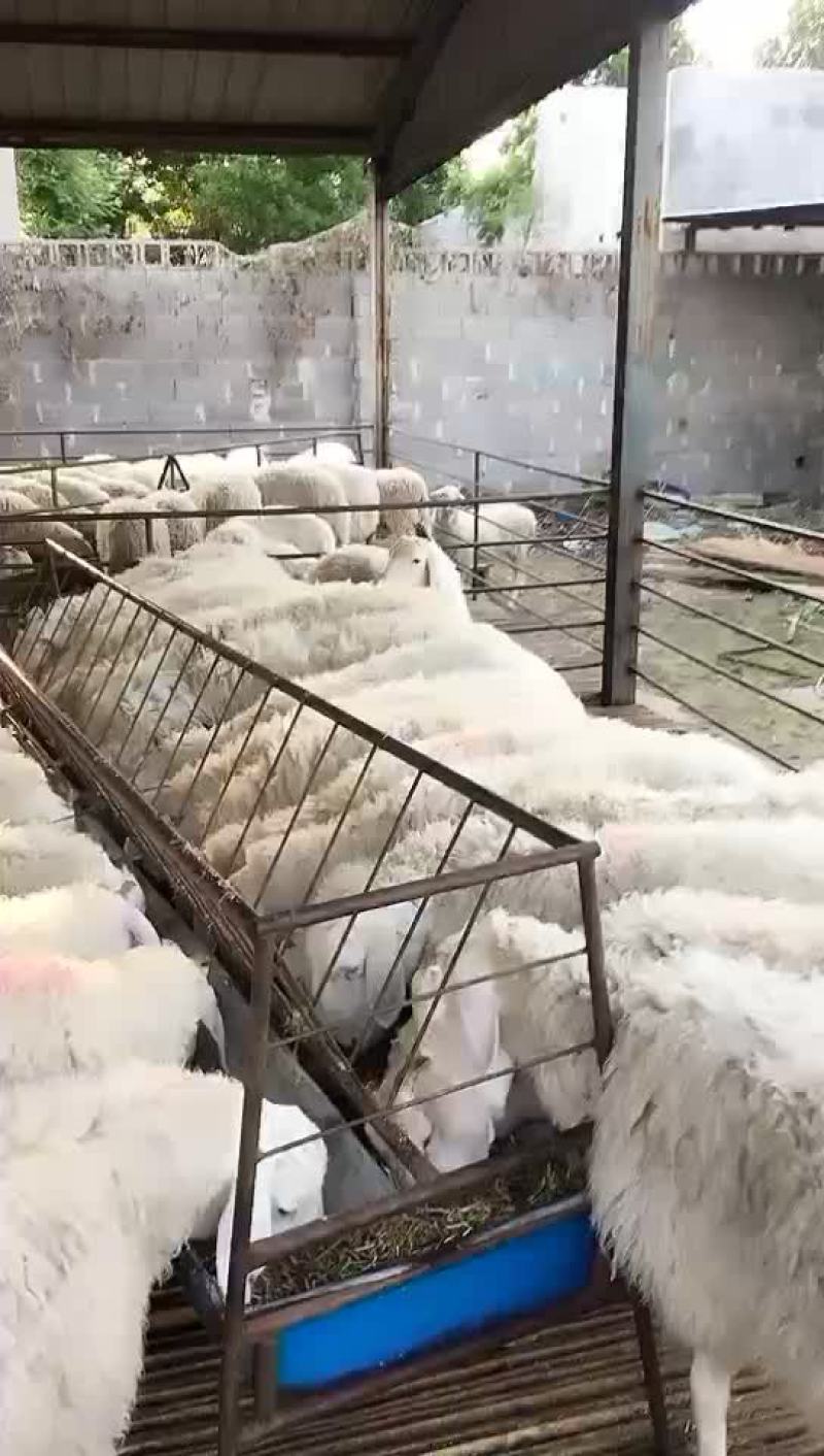 纯种小尾寒羊头胎怀孕母羊，免费送货，可以货到付款，送打草