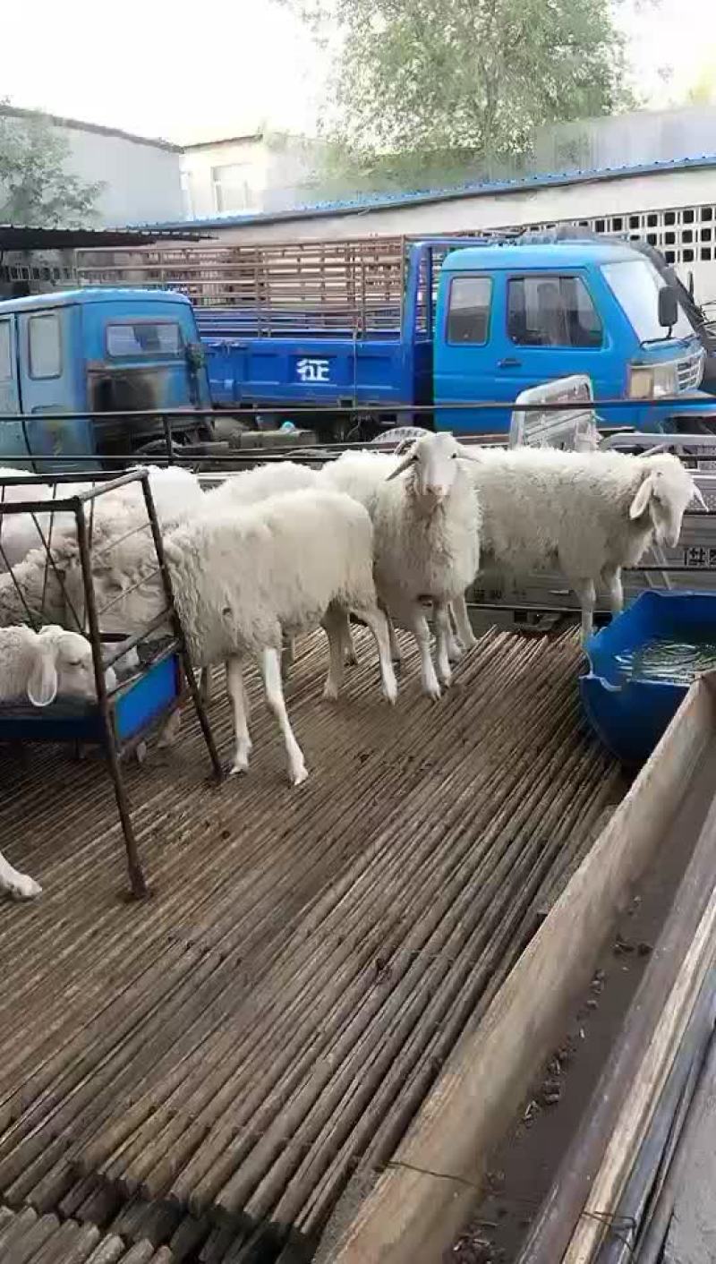 纯种小尾寒羊头胎怀孕母羊，免费送货，可以货到付款，送打草