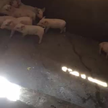 现宰现发货（奶，中，大猪）